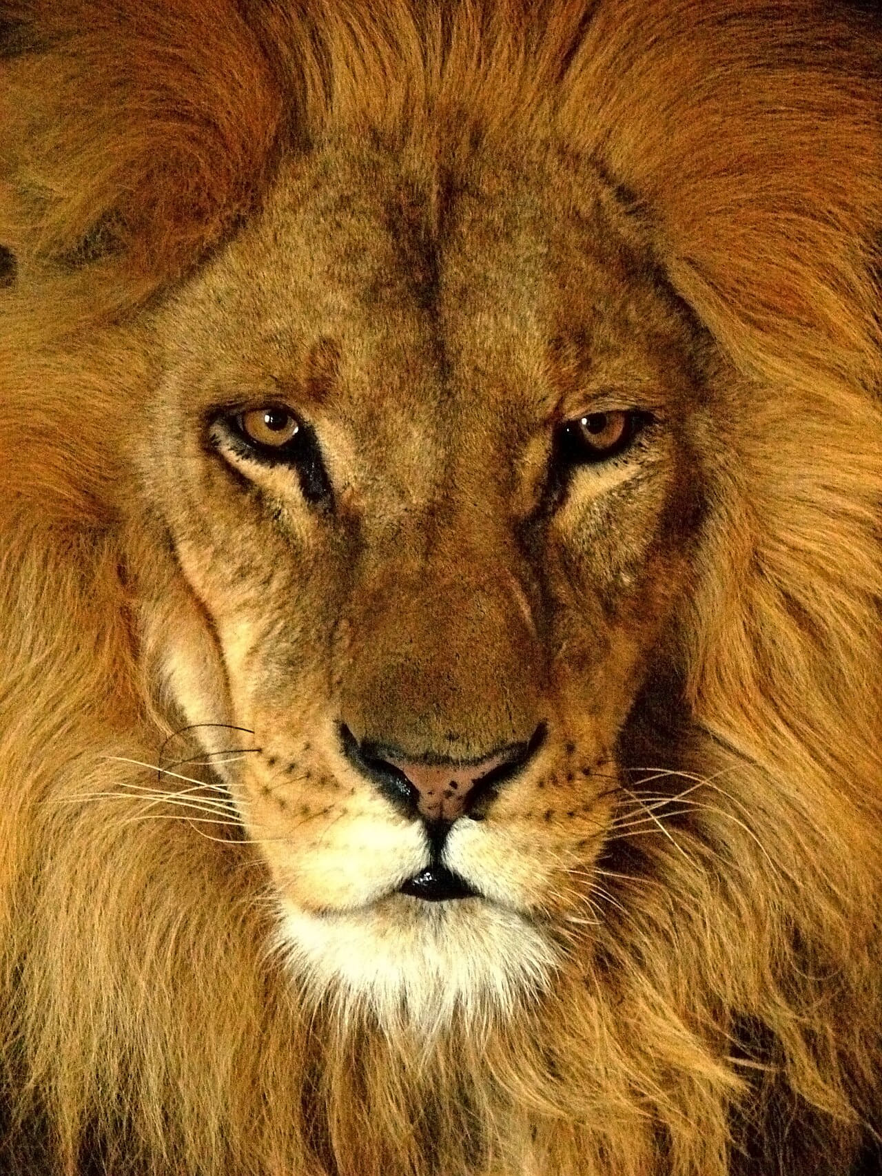 Darica Lion 07174 wallpaper in burnt orange and rust tones, Full HD, 3:4 format for phone