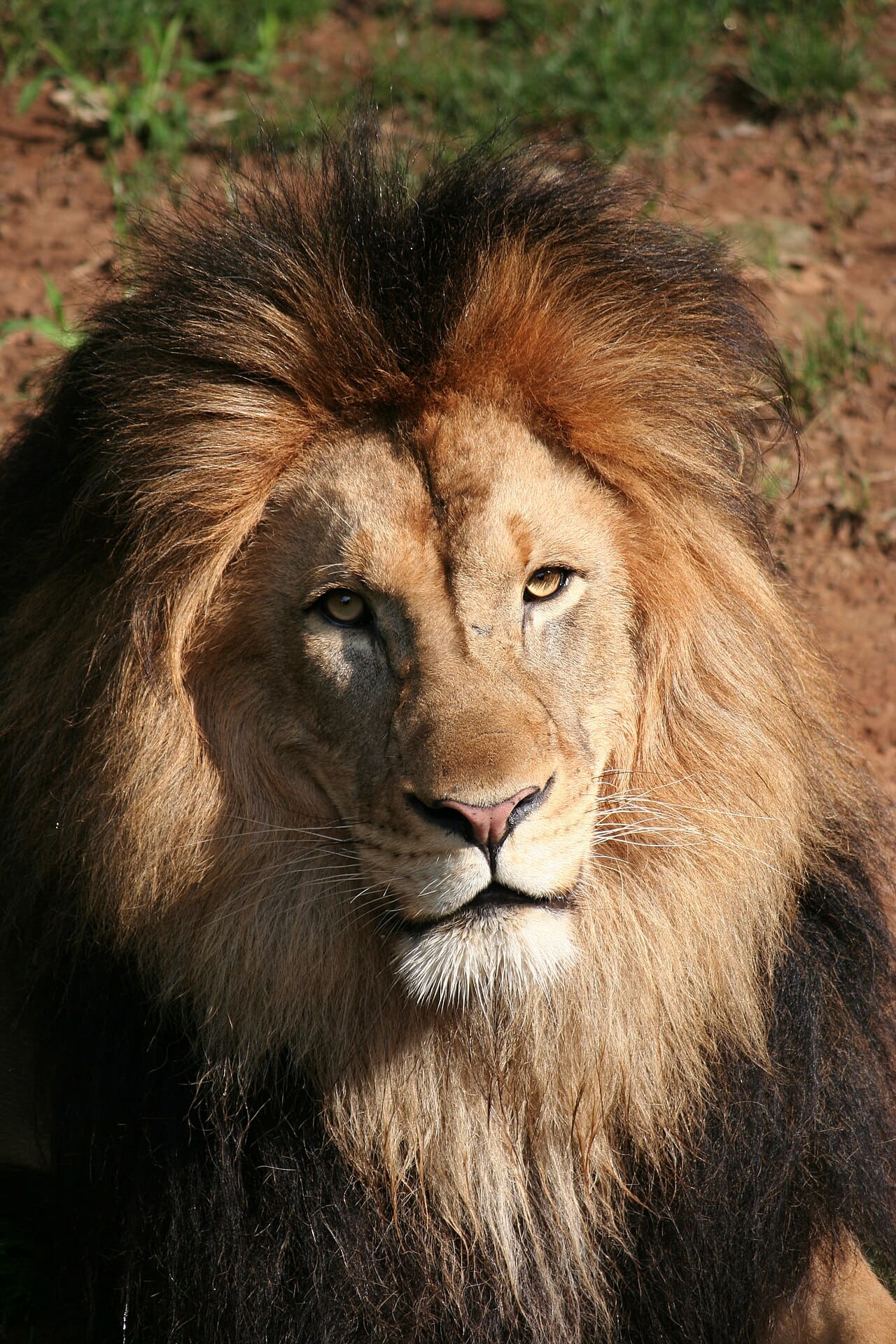 DCNationalZooLion wallpaper in charcoal and near-black tones, Full HD, 3:4 format for phone