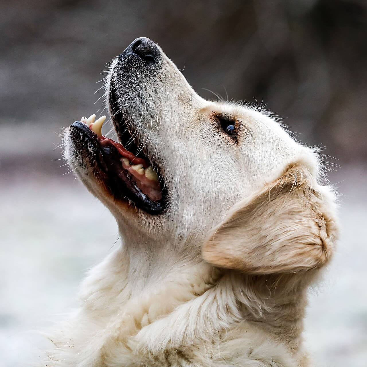 Dülmen, Hausdülmen, Golden Retriever wallpaper in lavender and charcoal tones, Full HD, 1:1 format for phone