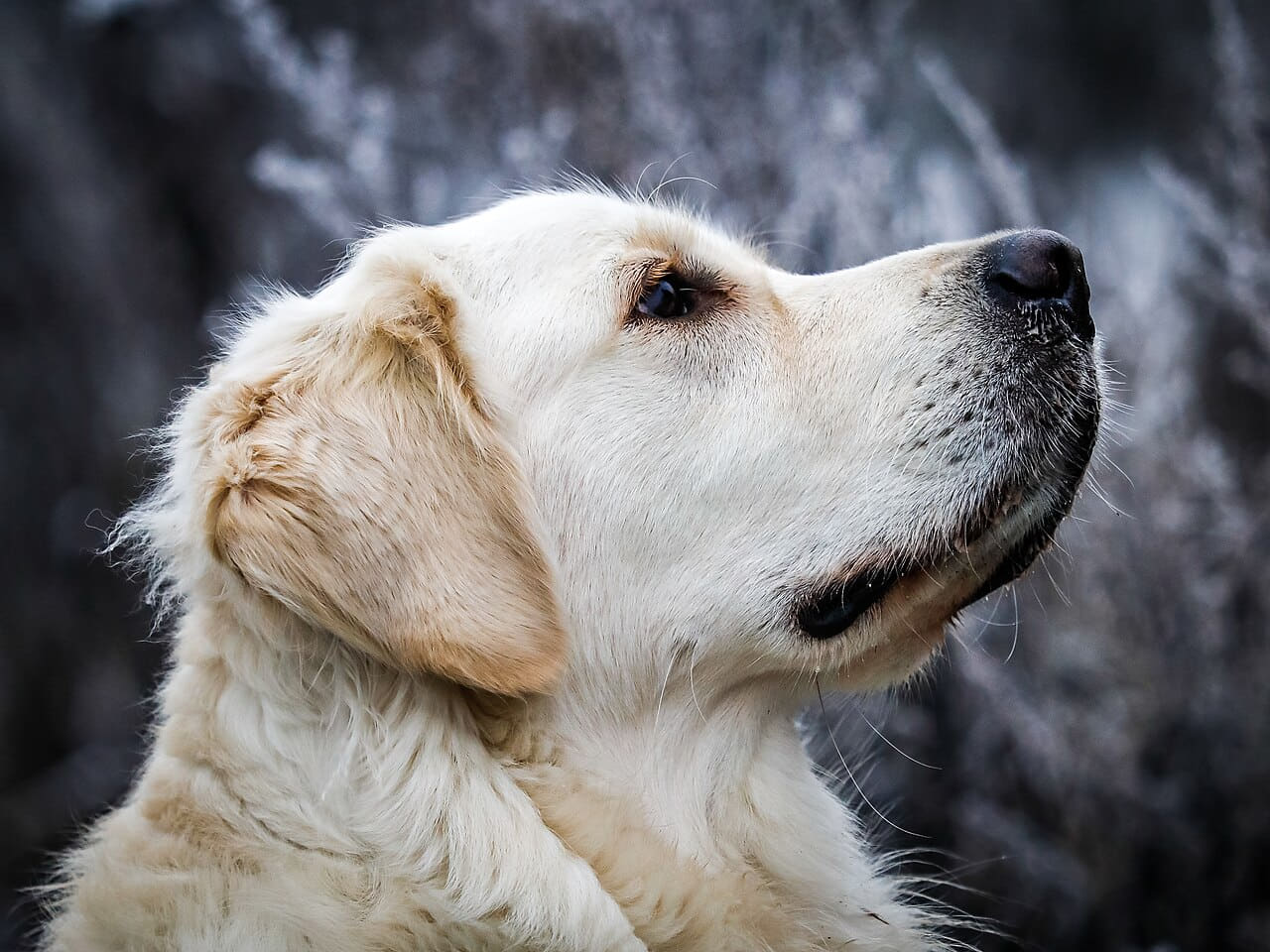 Dülmen, Hausdülmen, Golden Retriever 3 wallpaper in near-black and sand tones, Full HD, 4:3 format for phone