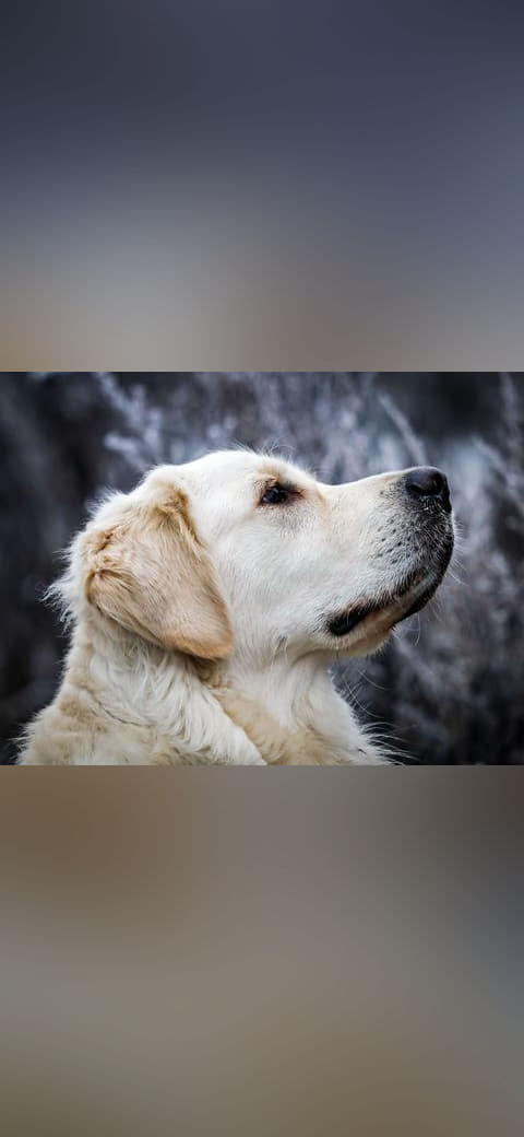 Dülmen, Hausdülmen, Golden Retriever 3 wallpaper in near-black and sand tones, Full HD, 4:3 format for phone