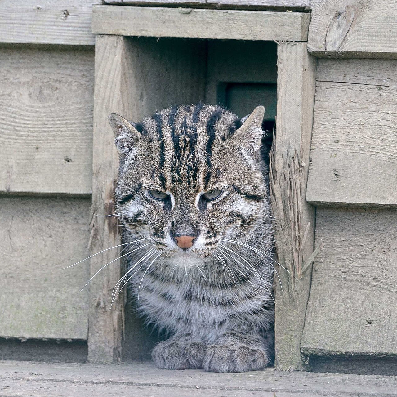 Fishing cat wallpaper in sand and sage green tones, Full HD, 1:1 format for phone