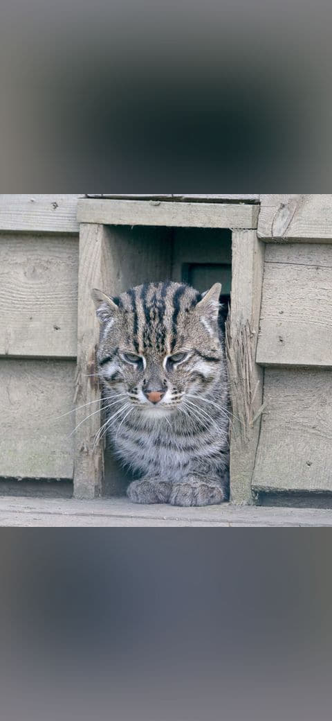 Fishing cat wallpaper in sand and sage green tones, Full HD, 1:1 format for phone