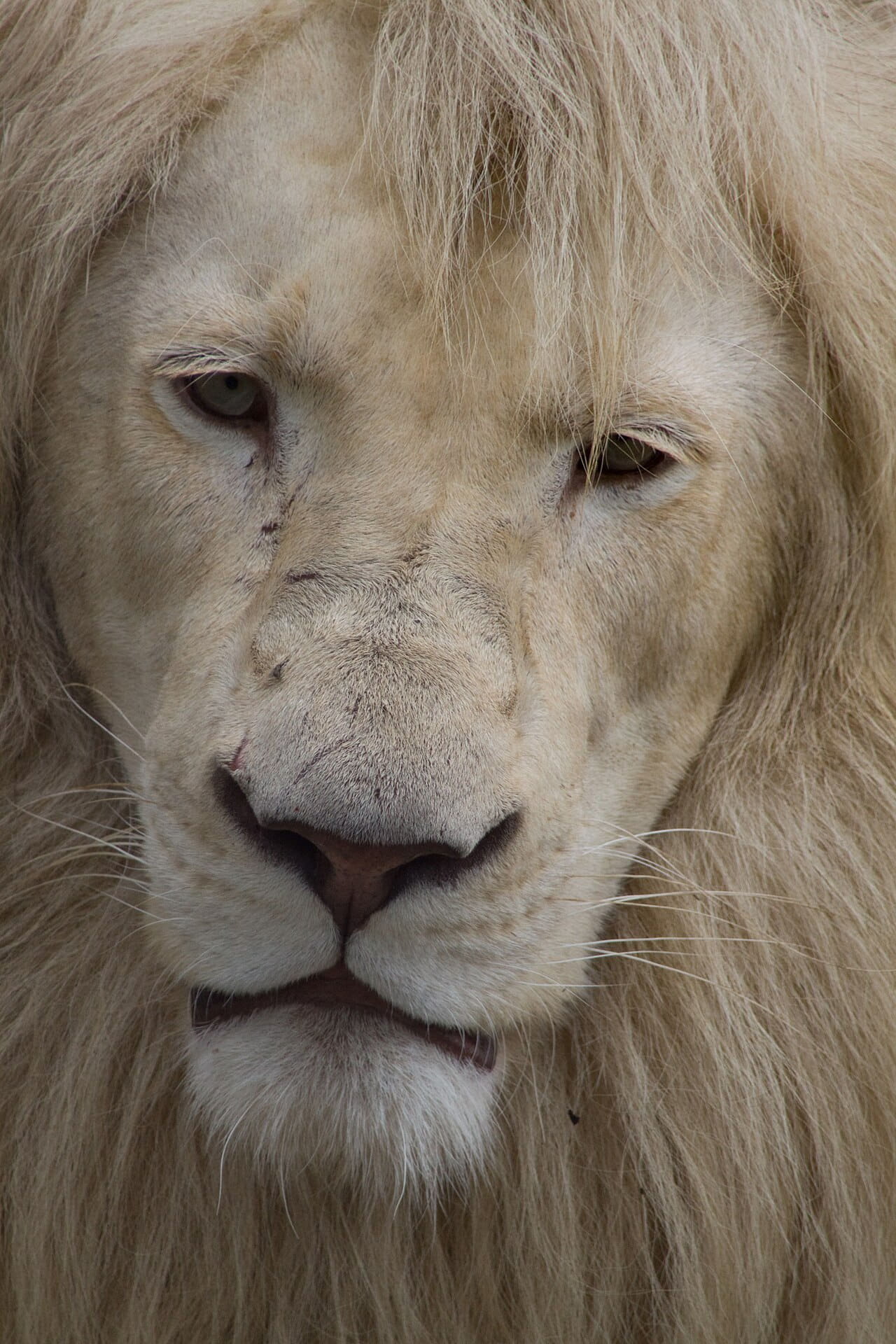 Flickr - bslmmrs - White Lion wallpaper in sage green and olive tones, Full HD, 3:4 format for phone