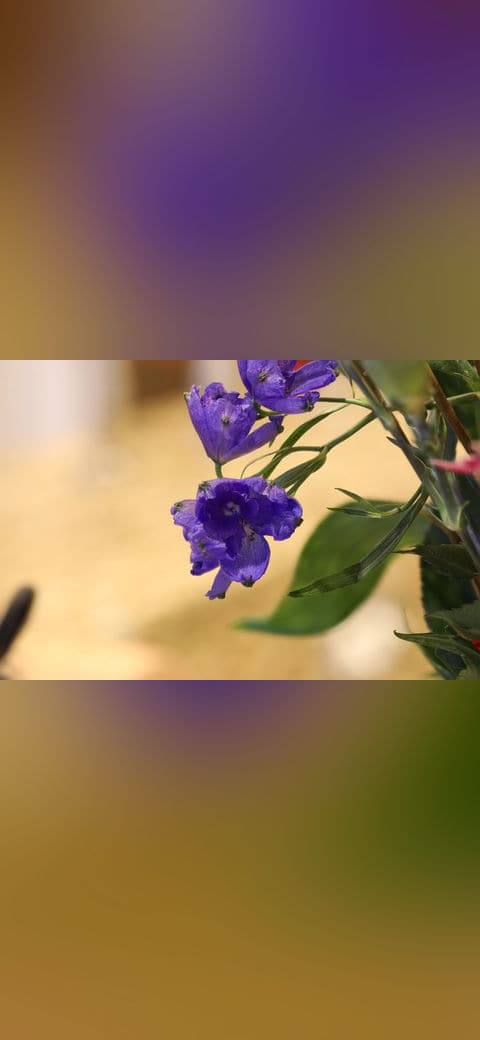 Flower Macro 4 12 18 wallpaper in blush and sand tones, Full HD, 4:3 format for phone