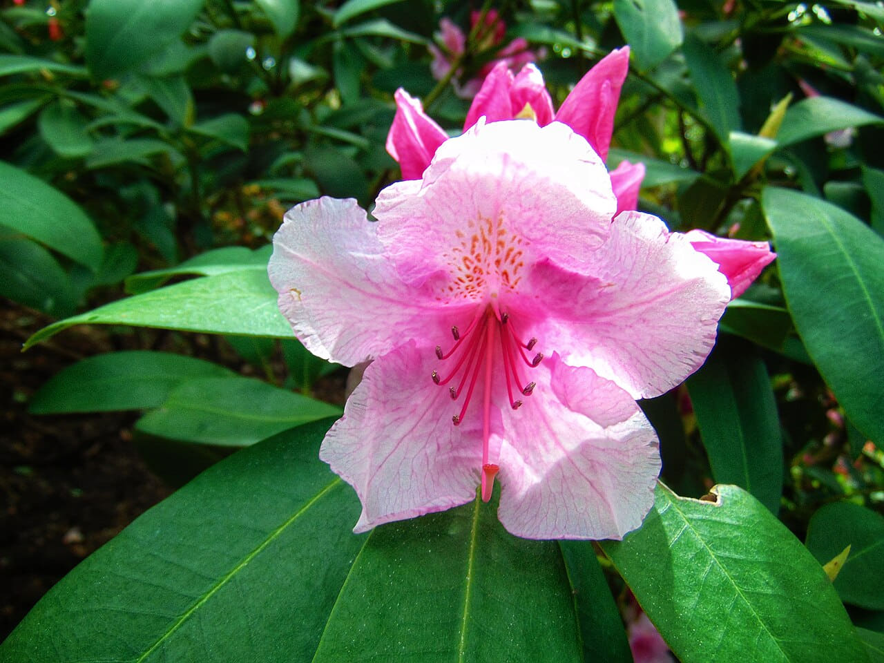 Flowers Photo by Giovanni Ussi 2 wallpaper in deep green and deep green tones, Full HD, 4:3 format for phone