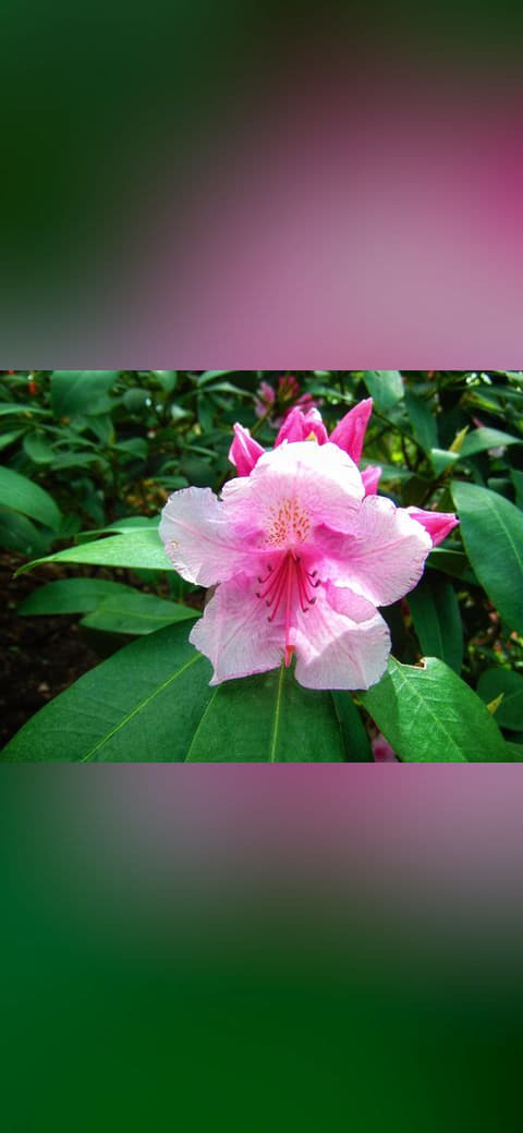 Flowers Photo by Giovanni Ussi 2 wallpaper in deep green and deep green tones, Full HD, 4:3 format for phone
