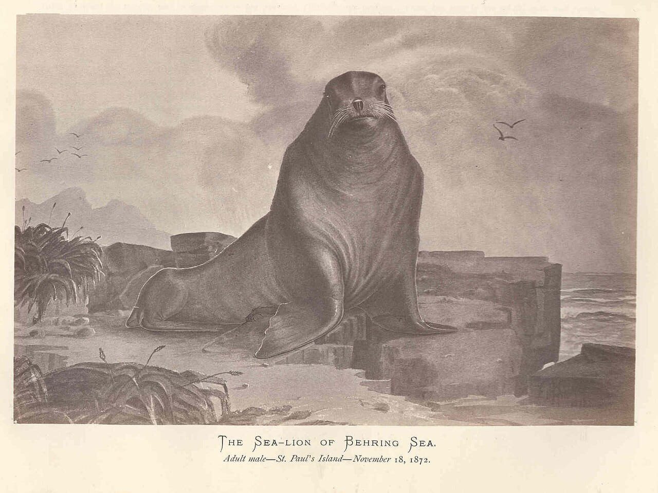 FMIB 44154 Sea-Lion of Behring Sea Adult 1872 wallpaper in sand and slate tones, Full HD, 4:3 format for phone