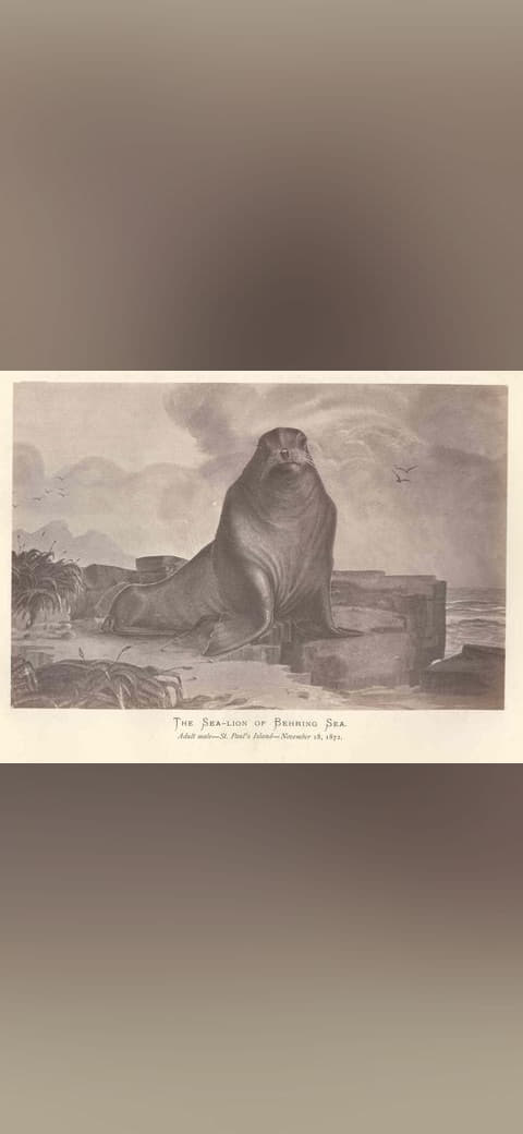 FMIB 44154 Sea-Lion of Behring Sea Adult 1872 wallpaper in sand and slate tones, Full HD, 4:3 format for phone