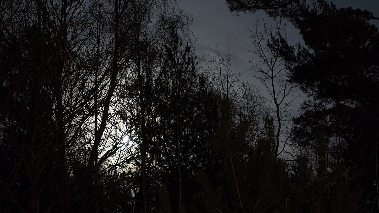 Full moon behind branches 2 wallpaper in near-black and near-black tones, Full HD, 16:9 format for phone