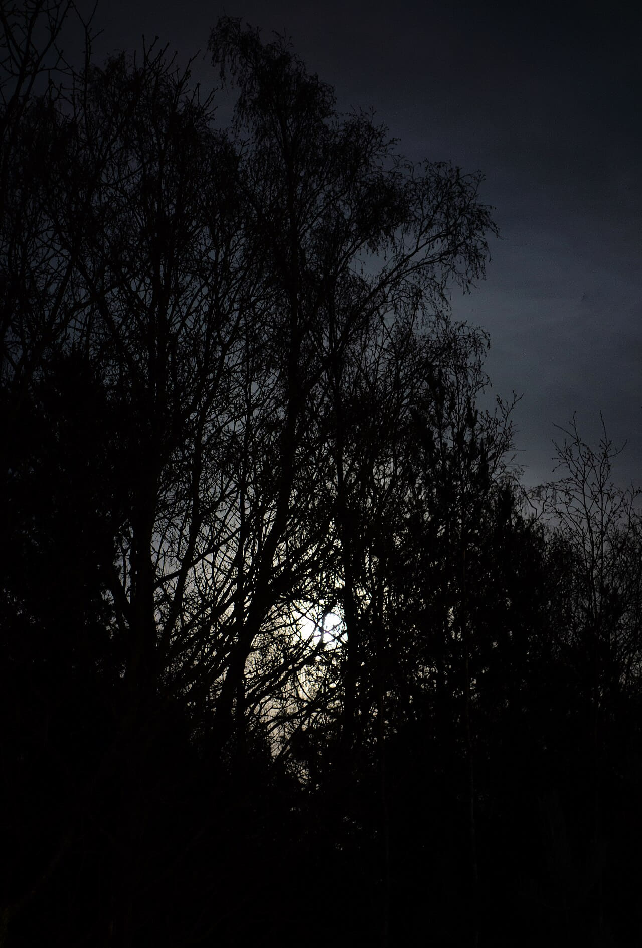 Full moon behind branches 3 wallpaper in near-black and near-black tones, Full HD, 3:4 format for phone