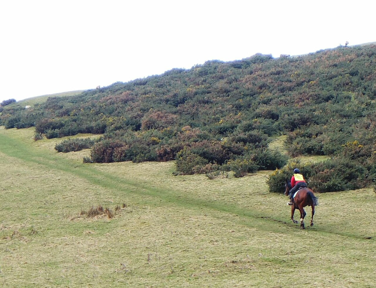 Galloping horse on Cademuir Hill - 6793333 wallpaper in cream and sage green tones, Full HD, 4:3 format for phone