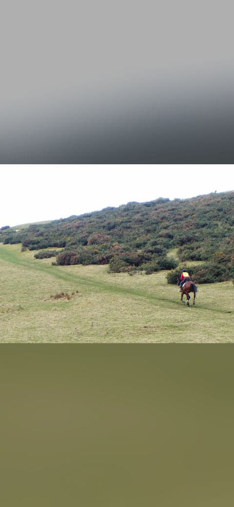 Galloping horse on Cademuir Hill - 6793333 wallpaper in cream and sage green tones, Full HD, 4:3 format for phone