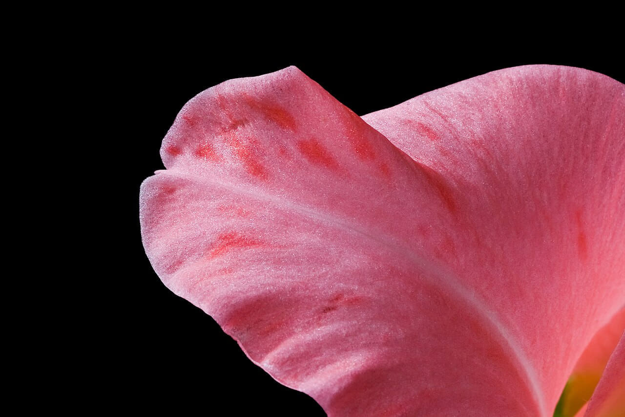 GladioliPetalMacro wallpaper in near-black and rose tones, Full HD, 4:3 format for phone