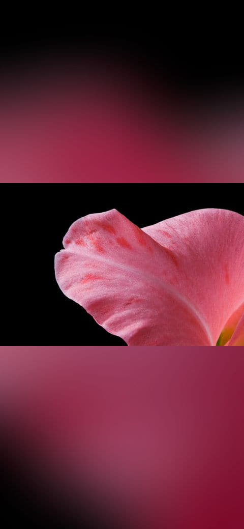 GladioliPetalMacro wallpaper in near-black and rose tones, Full HD, 4:3 format for phone