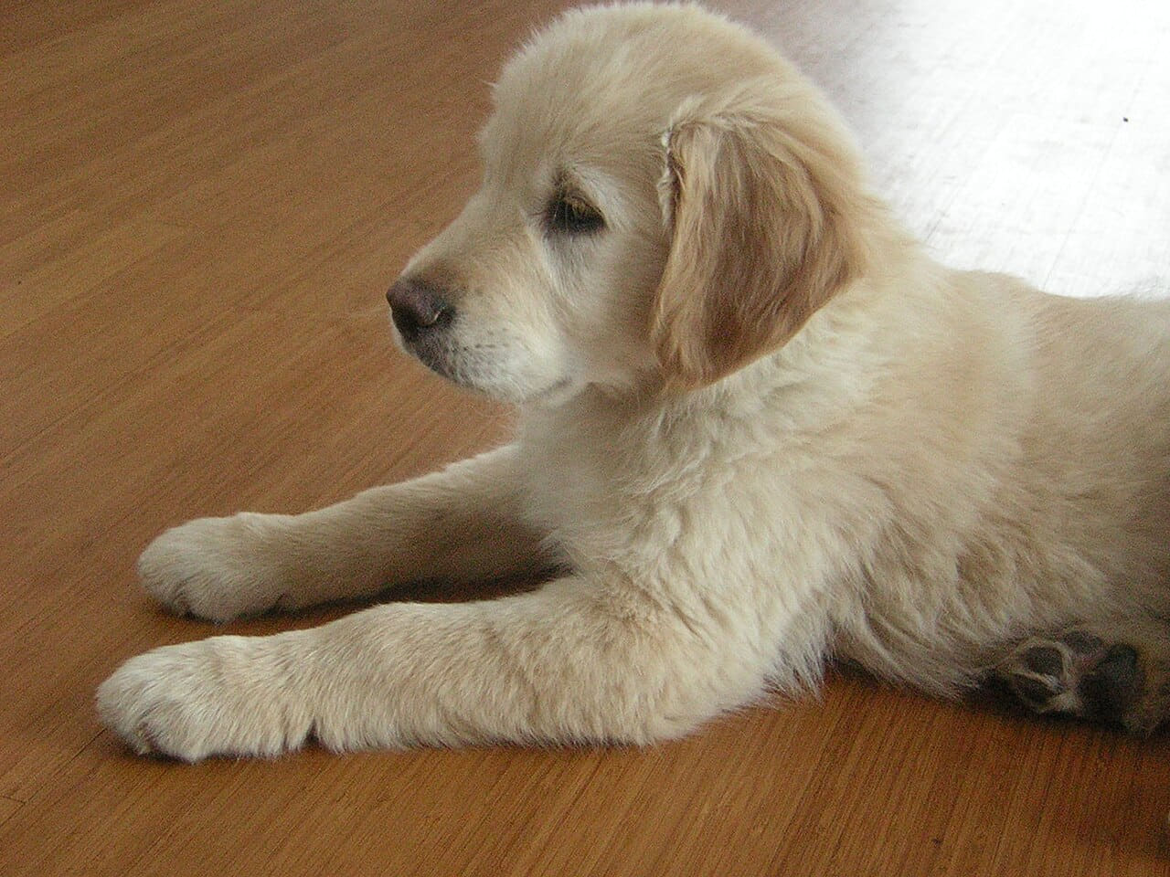 Golden Retriever 12weeks wallpaper in olive and sage green tones, Full HD, 4:3 format for phone