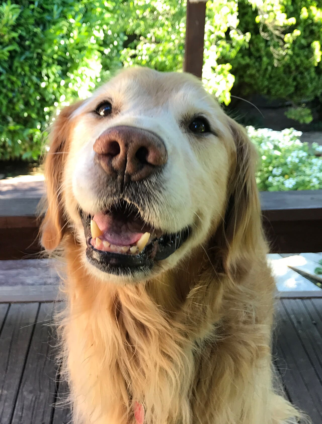 Golden Retriever medium-to-light-coat wallpaper in charcoal and near-black tones, Full HD, 3:4 format for phone