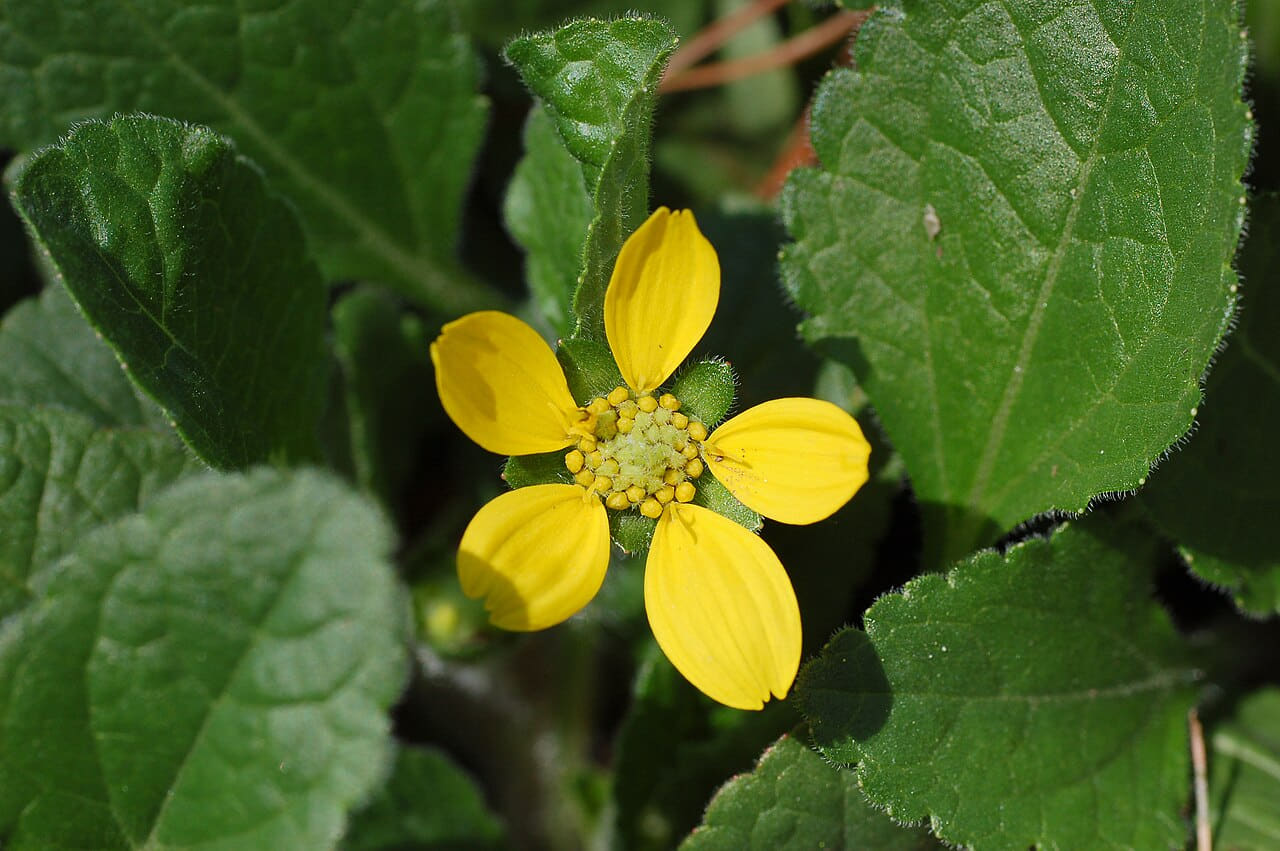 Green and Gold Chrysogonum virginianum Flower 3008 wallpaper in deep green and near-black tones, Full HD, 4:3 format for phone