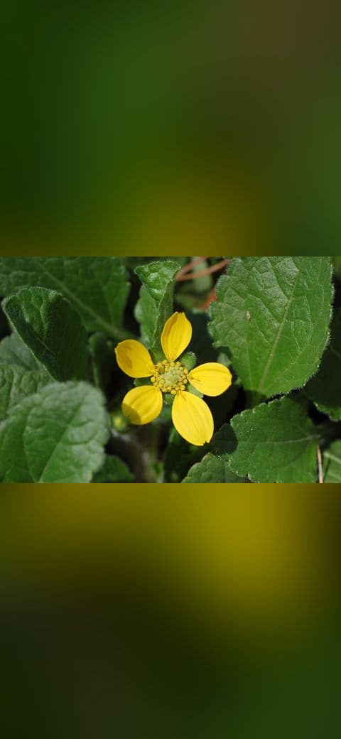 Green and Gold Chrysogonum virginianum Flower 3008 wallpaper in deep green and near-black tones, Full HD, 4:3 format for phone