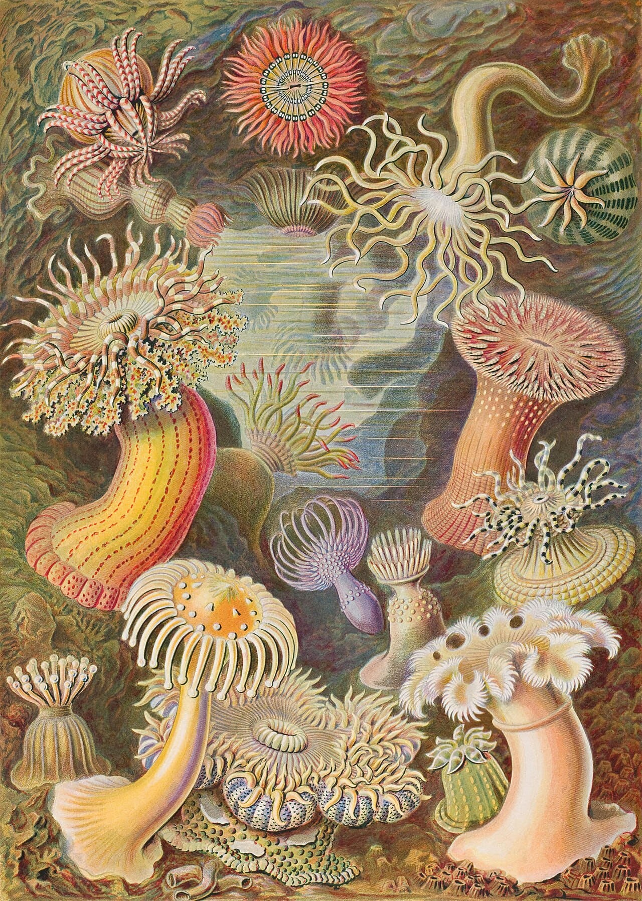 Haeckel Actiniae wallpaper in sand and olive tones, Full HD, 3:4 format for phone