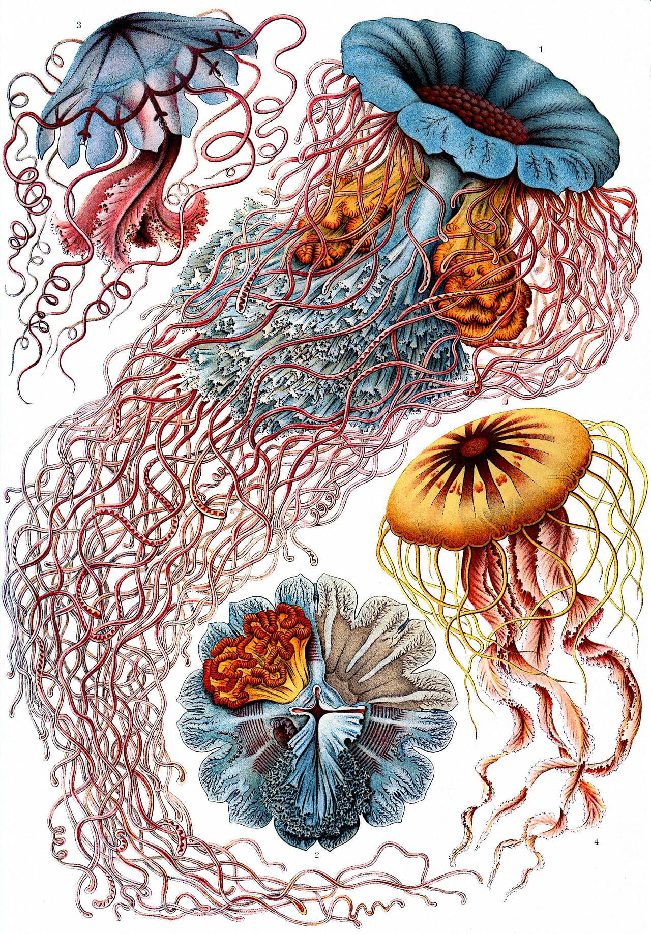 Haeckel Discomedusae 8 wallpaper in cream and lavender tones, Full HD, 3:4 format for phone