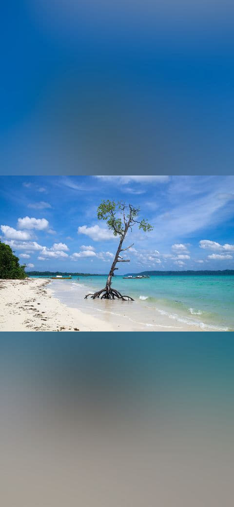 Havelock Island, Mangrove tree on the beach,… wallpaper in sky blue and slate tones, Full HD, 4:3 format for phone