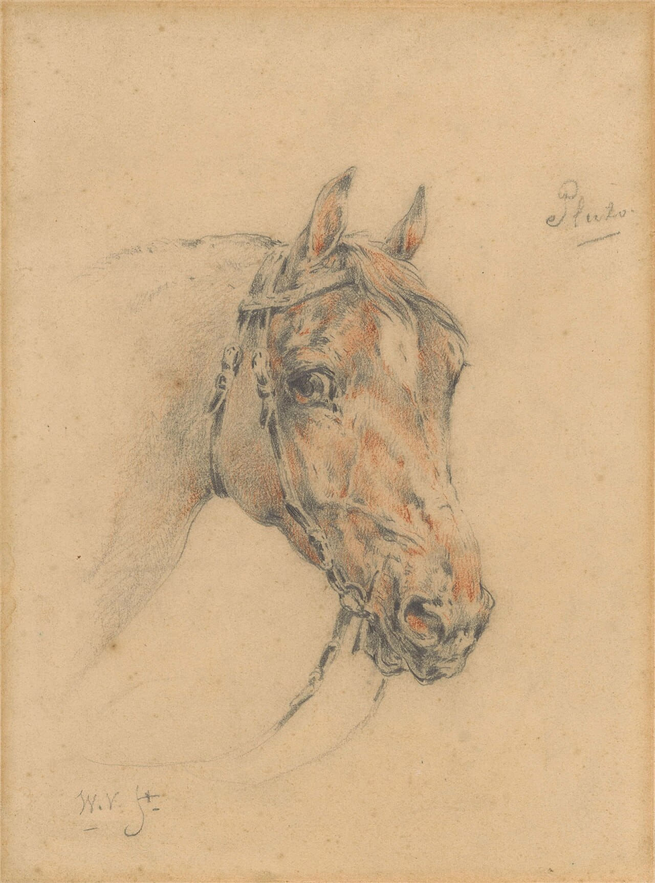 Head of Pluto the Horse by Wouter Verschuur… wallpaper in sand and sand tones, Full HD, 3:4 format for phone