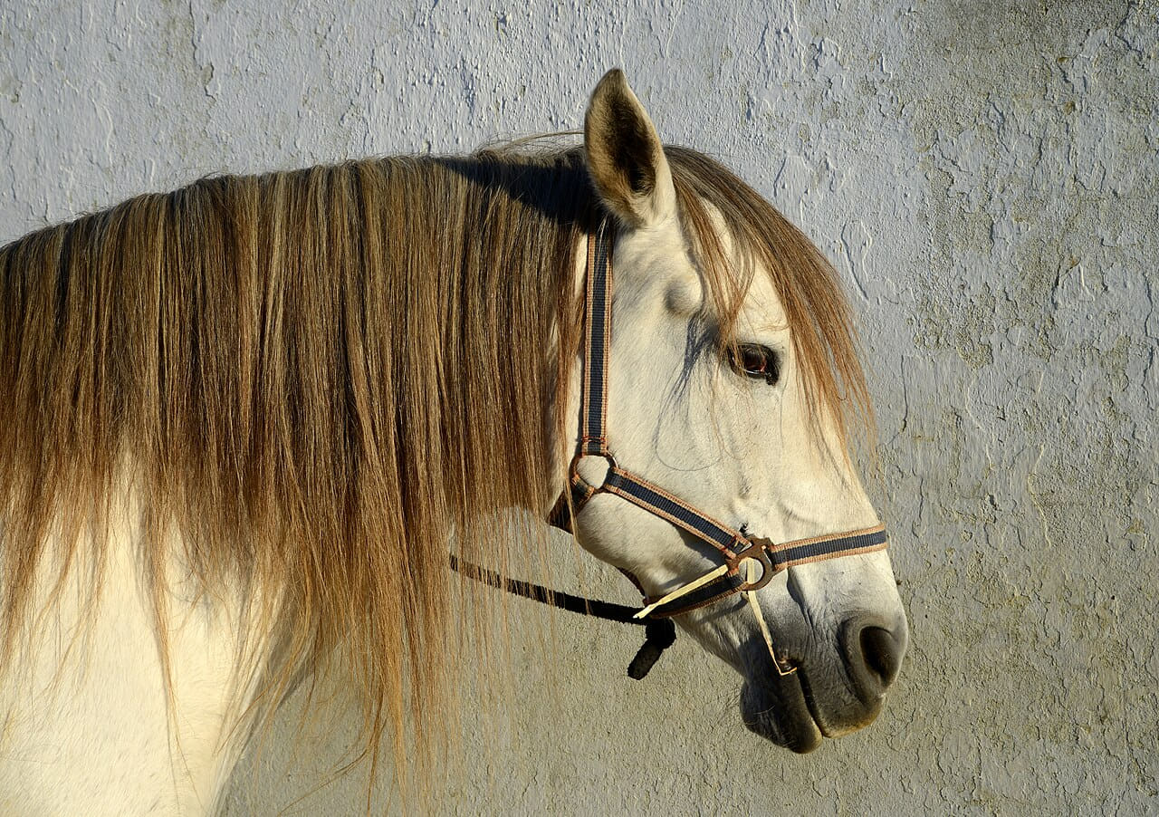 Horse December 2014-1 wallpaper in sage green and sage green tones, Full HD, 4:3 format for phone