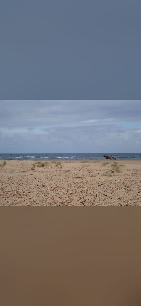 Horses galloping on Holkham beach - 7483326 wallpaper in sage green and slate tones, Full HD, 4:3 format for phone