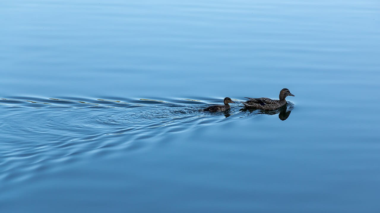 Kopenhagen , Sankt-Joergens-See wallpaper in sky blue and slate tones, Full HD, 16:9 format for phone