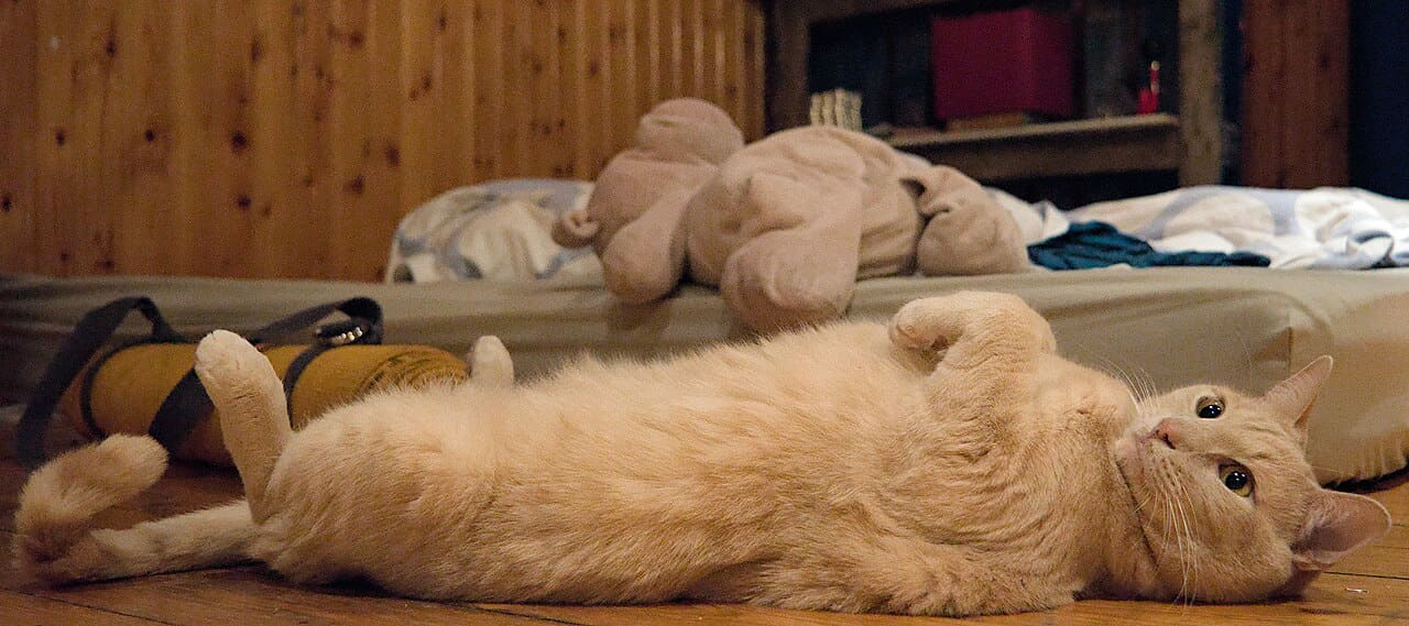 Larry the cat lying down with his paws up wallpaper in charcoal and rust tones, Full HD, 21:9 format for phone