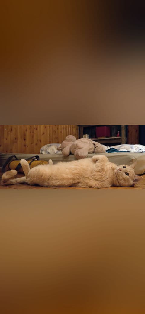 Larry the cat lying down with his paws up wallpaper in charcoal and rust tones, Full HD, 21:9 format for phone