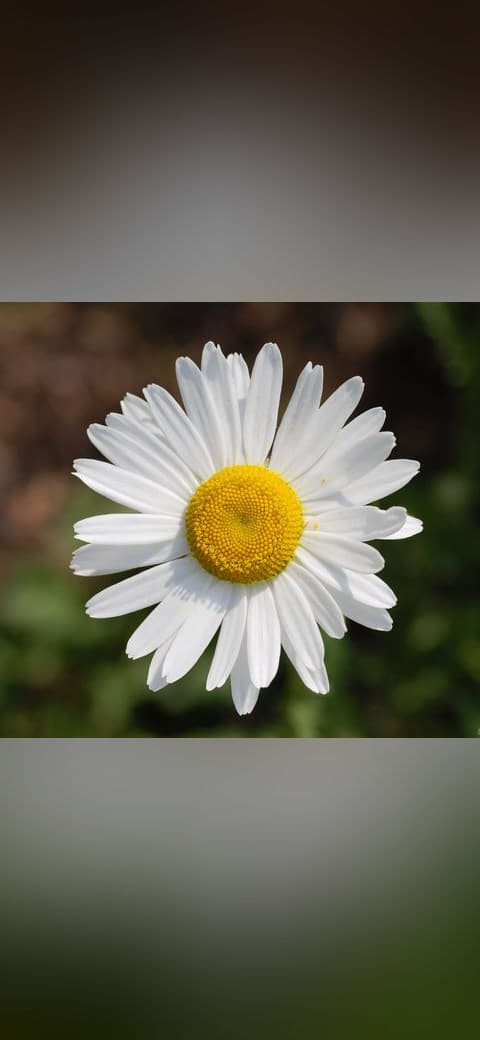Leucanthemum vulgare 'Filigran' Flower 2200px edit1 wallpaper in near-black and sand tones, Full HD, 1:1 format for phone