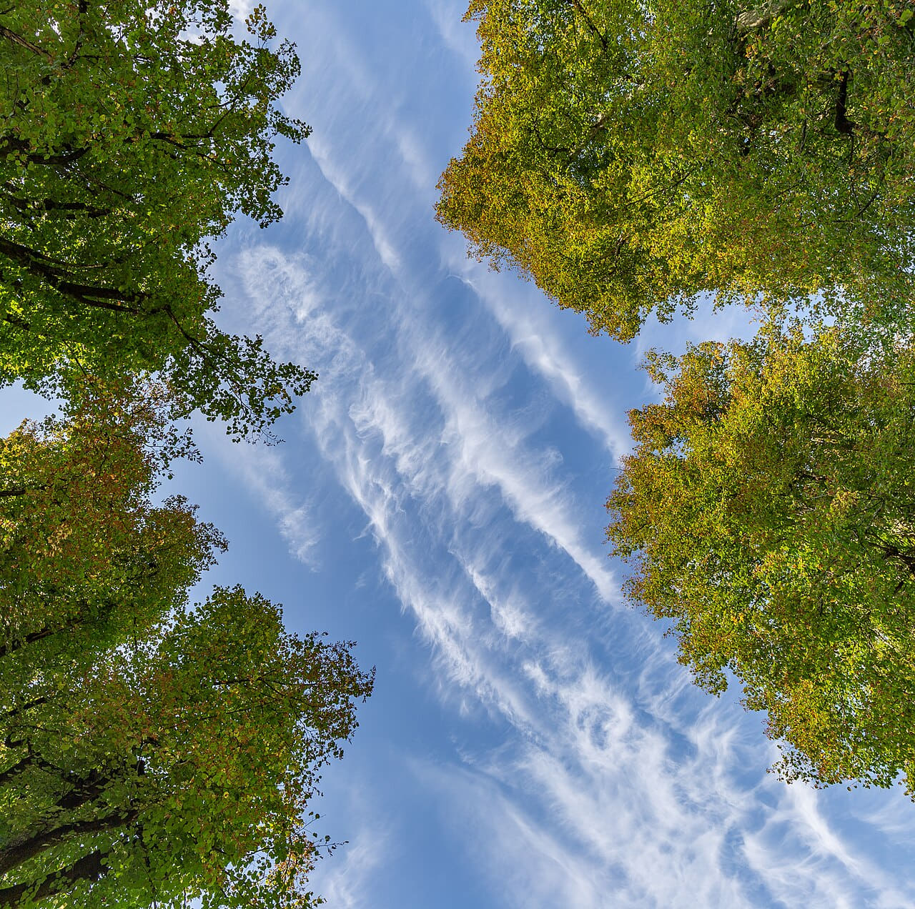 Linden trees and the sky in Planina, Postojna,… wallpaper in slate and charcoal tones, Full HD, 1:1 format for phone
