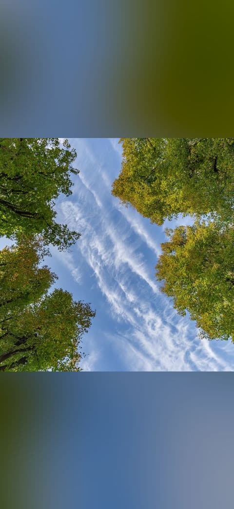 Linden trees and the sky in Planina, Postojna,… wallpaper in slate and charcoal tones, Full HD, 1:1 format for phone