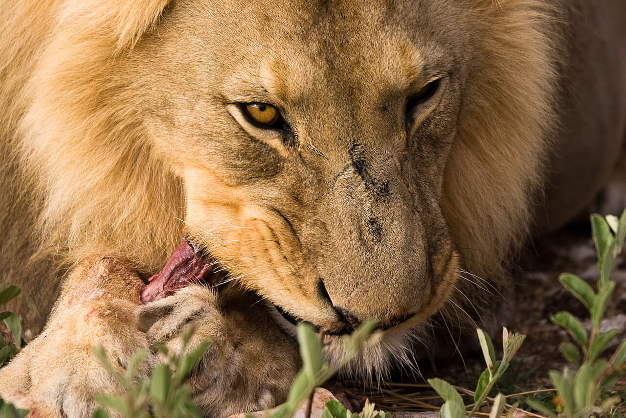 Lion eating wallpaper in olive and charcoal tones, Full HD, 4:3 format for phone