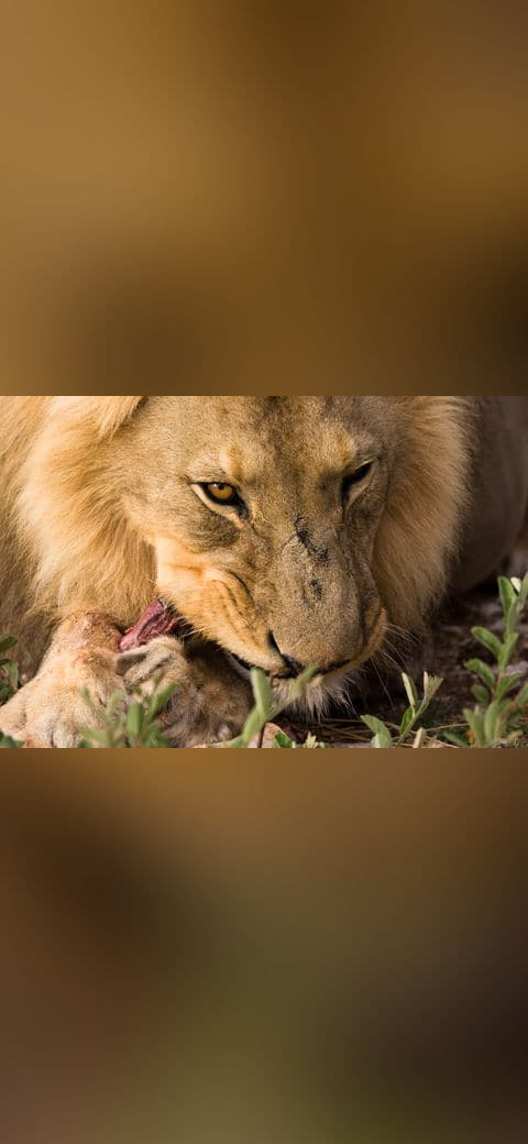 Lion eating wallpaper in olive and charcoal tones, Full HD, 4:3 format for phone