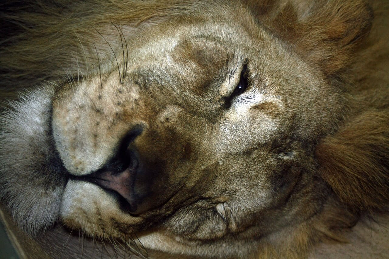 Lion portrait wallpaper in charcoal and olive tones, Full HD, 4:3 format for phone
