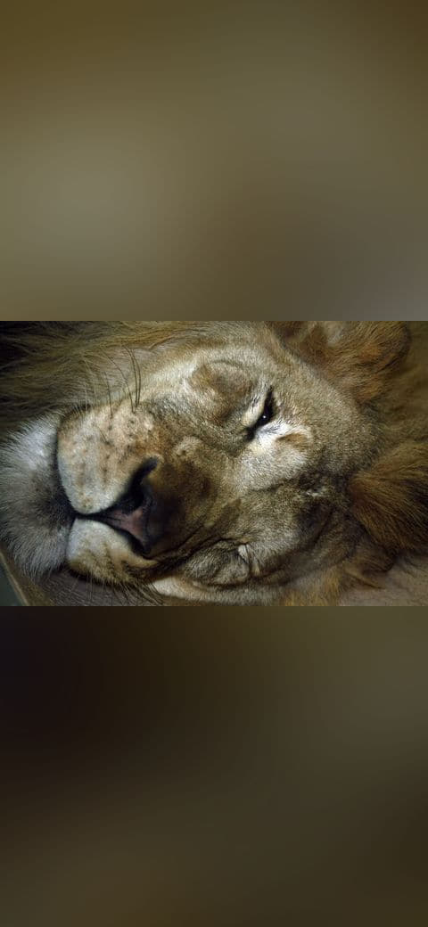 Lion portrait wallpaper in charcoal and olive tones, Full HD, 4:3 format for phone