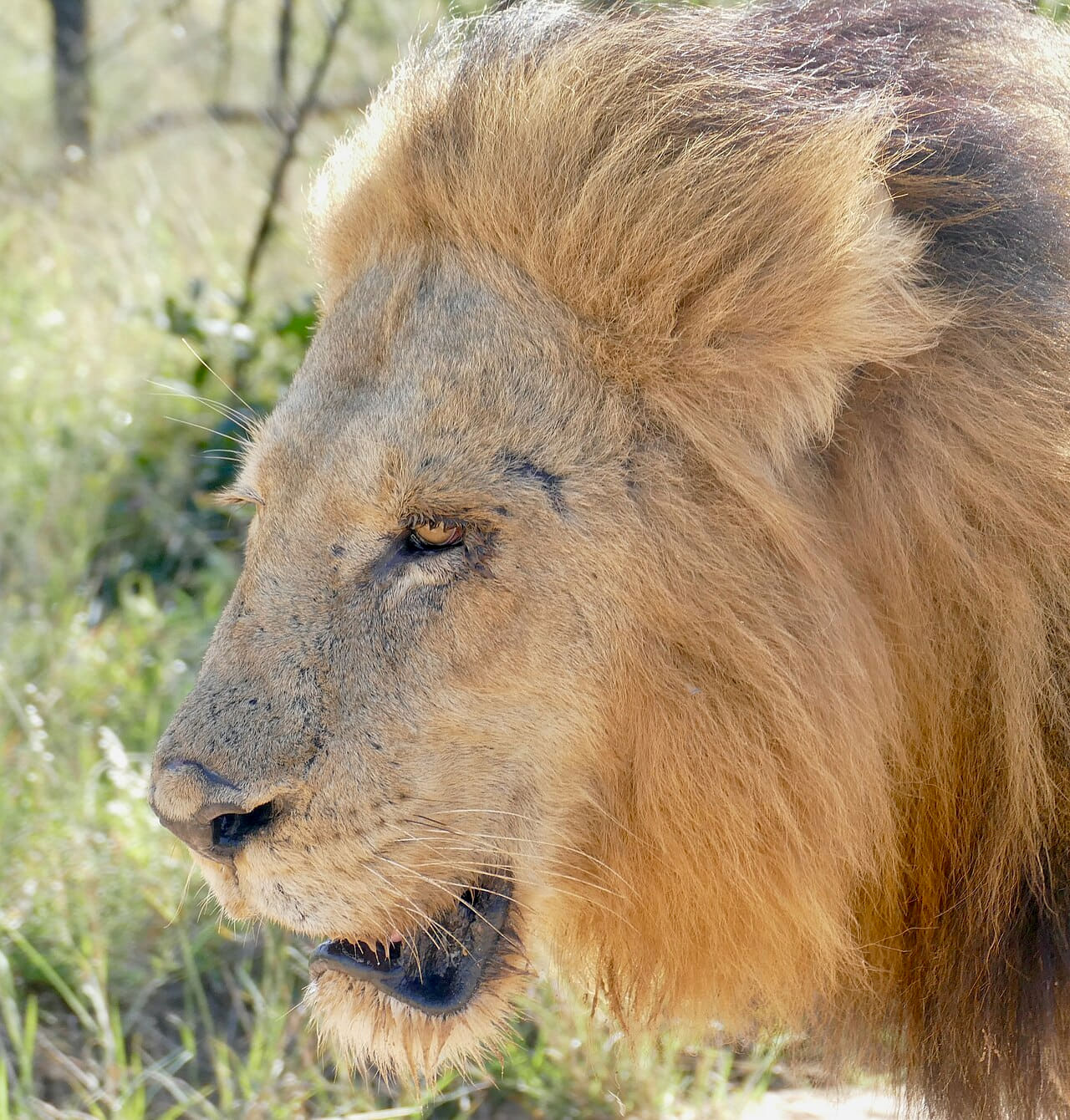 Lion portrait ... wallpaper in slate and sand tones, Full HD, 1:1 format for phone
