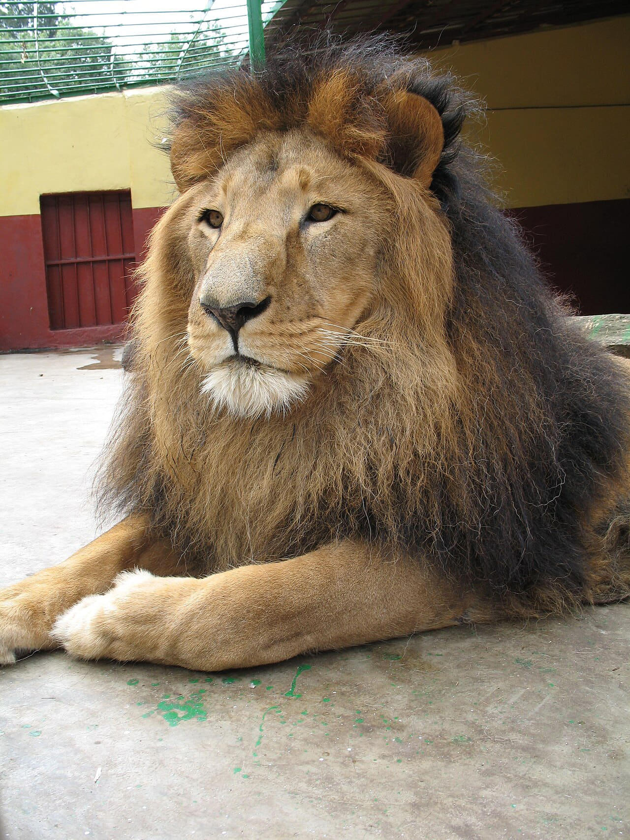 Lion zoo Addis Ababa 2 wallpaper in olive and charcoal tones, Full HD, 3:4 format for phone