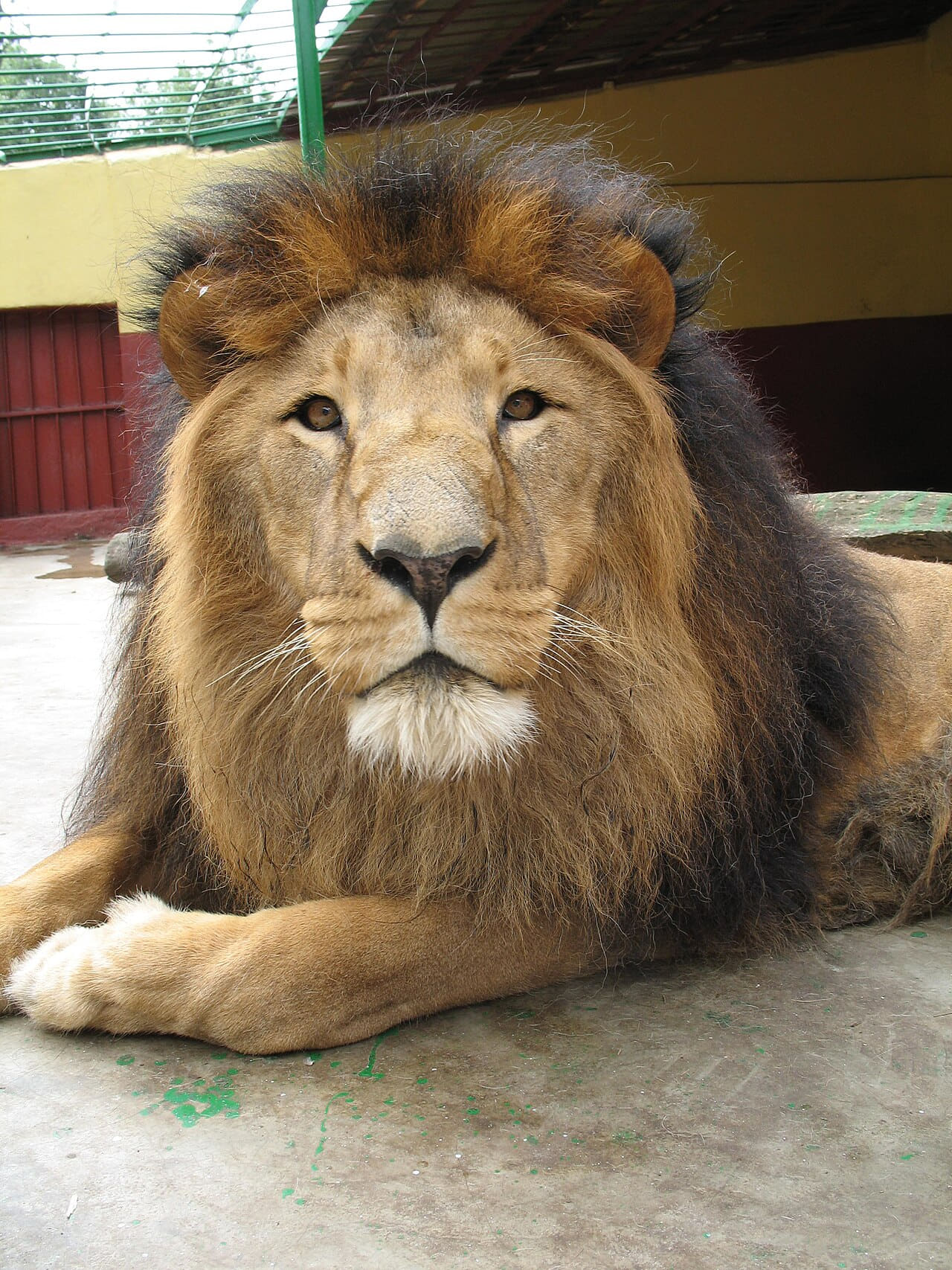 Lion zoo Addis Ababa wallpaper in olive and charcoal tones, Full HD, 3:4 format for phone
