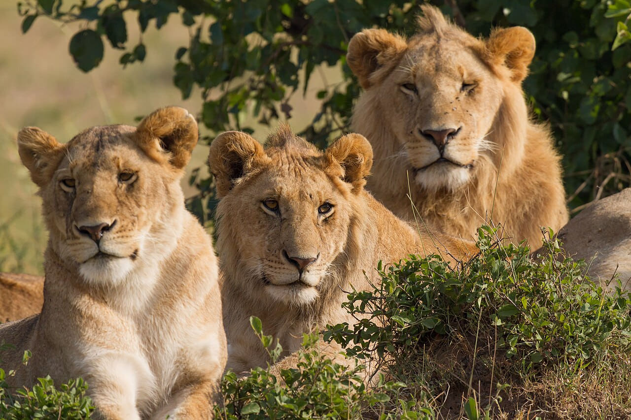 Lions Family Portrait Masai Mara wallpaper in charcoal and slate tones, Full HD, 4:3 format for phone