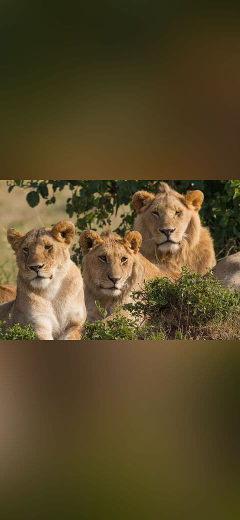 Lions Family Portrait Masai Mara wallpaper in charcoal and slate tones, Full HD, 4:3 format for phone
