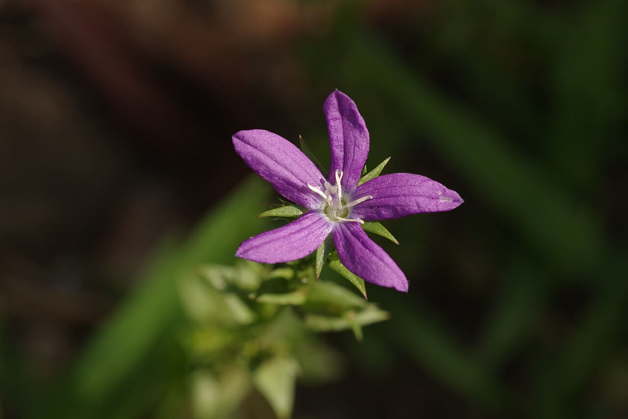 Little Purple Flower wallpaper in near-black and near-black tones, Full HD, 4:3 format for phone