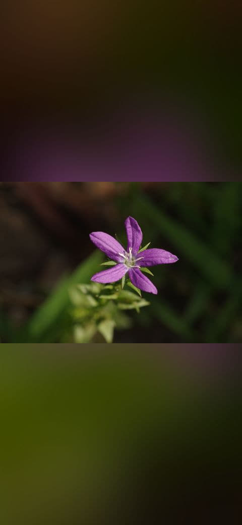 Little Purple Flower wallpaper in near-black and near-black tones, Full HD, 4:3 format for phone