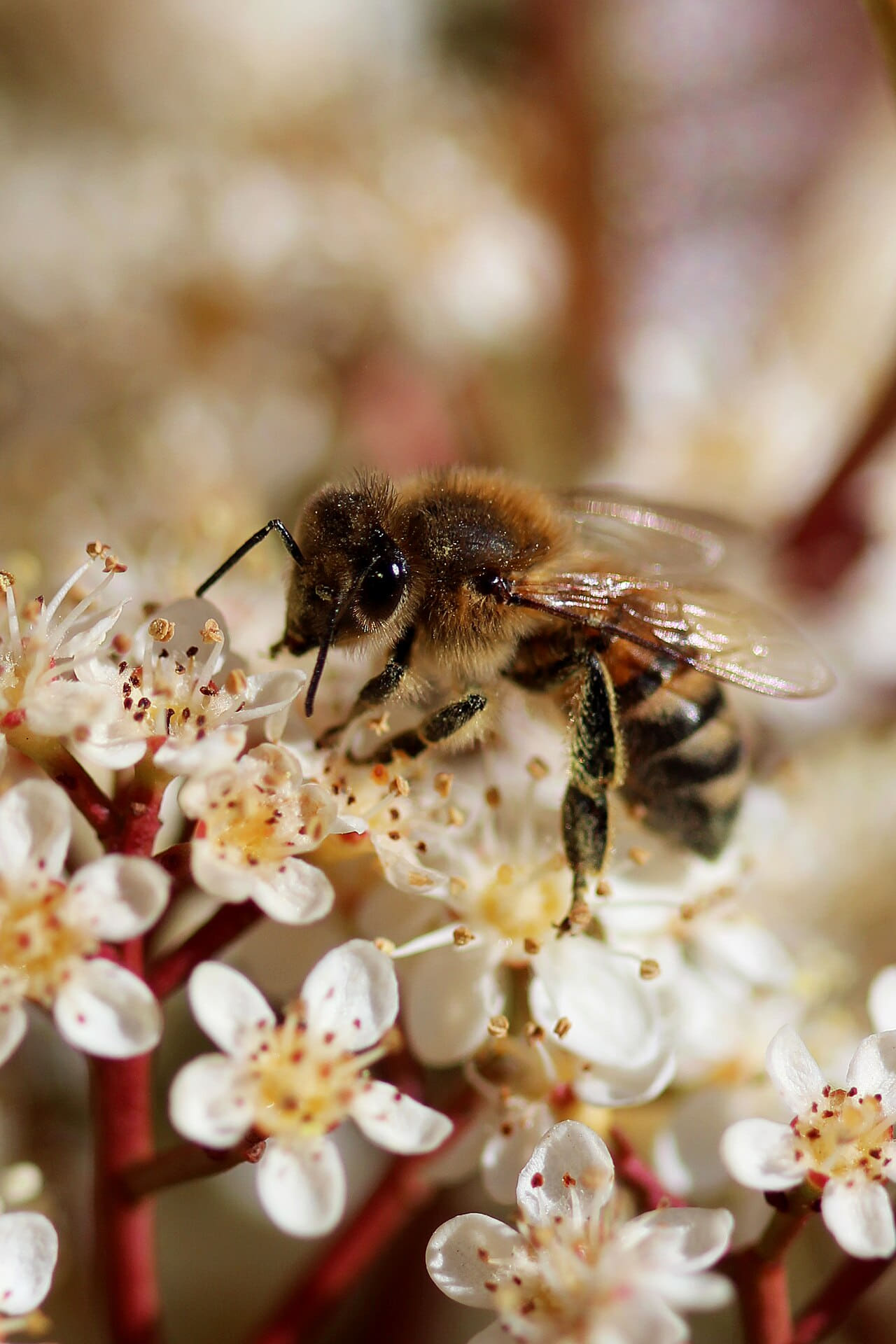 Macro Photography Bee wallpaper in sand and slate tones, Full HD, 3:4 format for phone
