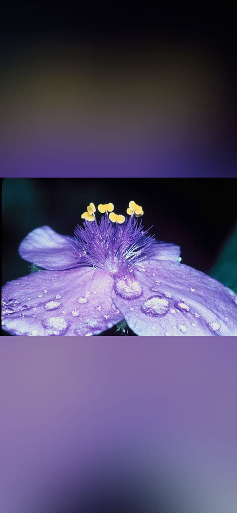 Macro picture of flower with dews on petals wallpaper in near-black and sand tones, Full HD, 4:3 format for phone