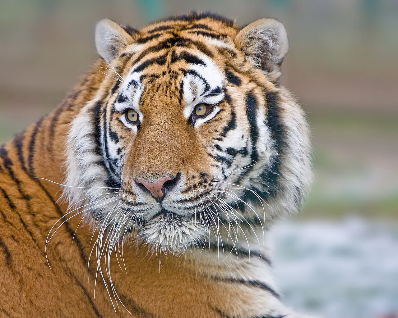 Makari's Whiskers edit1 wallpaper in slate and sage green tones, Full HD, 4:3 format for phone