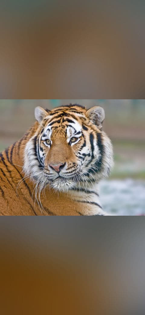 Makari's Whiskers edit1 wallpaper in slate and sage green tones, Full HD, 4:3 format for phone